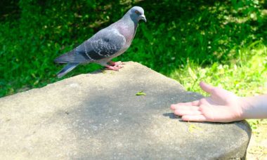 Environnement Sûr et Confortable pour vos Pigeons