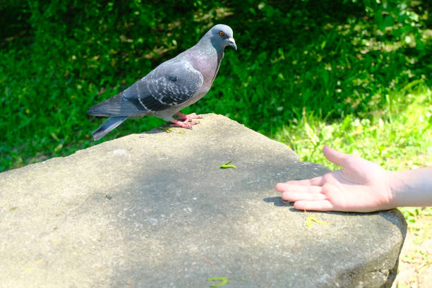 Environnement Sûr et Confortable pour vos Pigeons