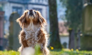 tours pour chien