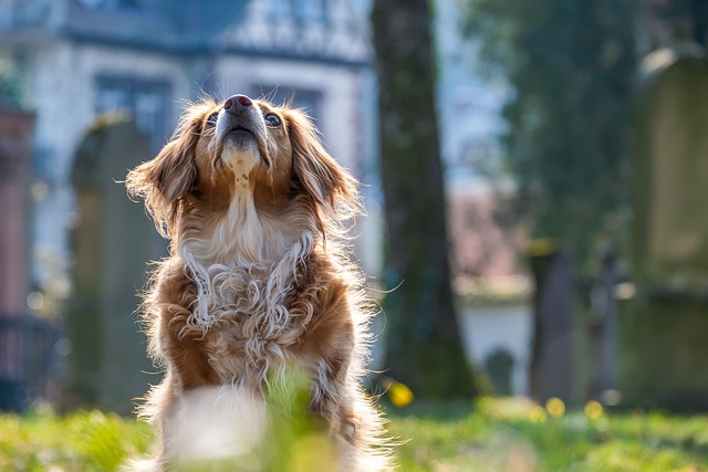 tours pour chien