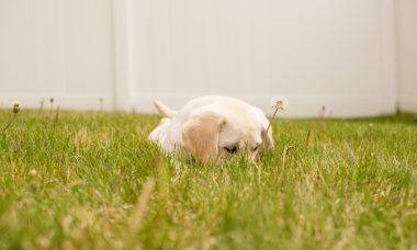 prendre soin de votre nouveau chiot