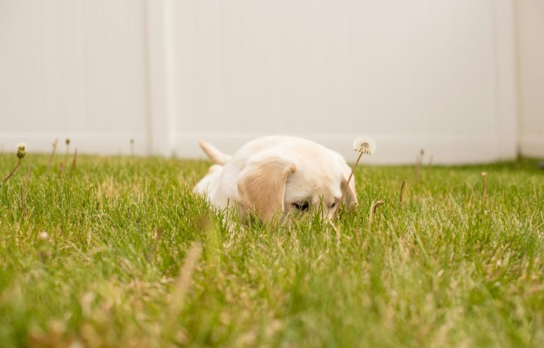 prendre soin de votre nouveau chiot