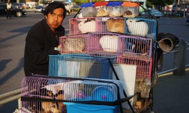 cages à lapins