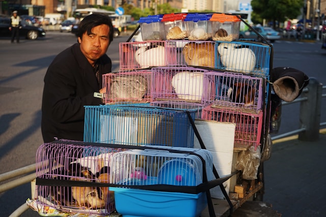 cages à lapins